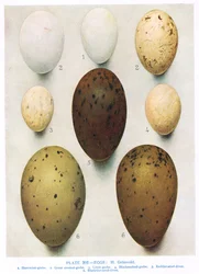 Eggs: Shag: Cormorant: etc, illustration from 